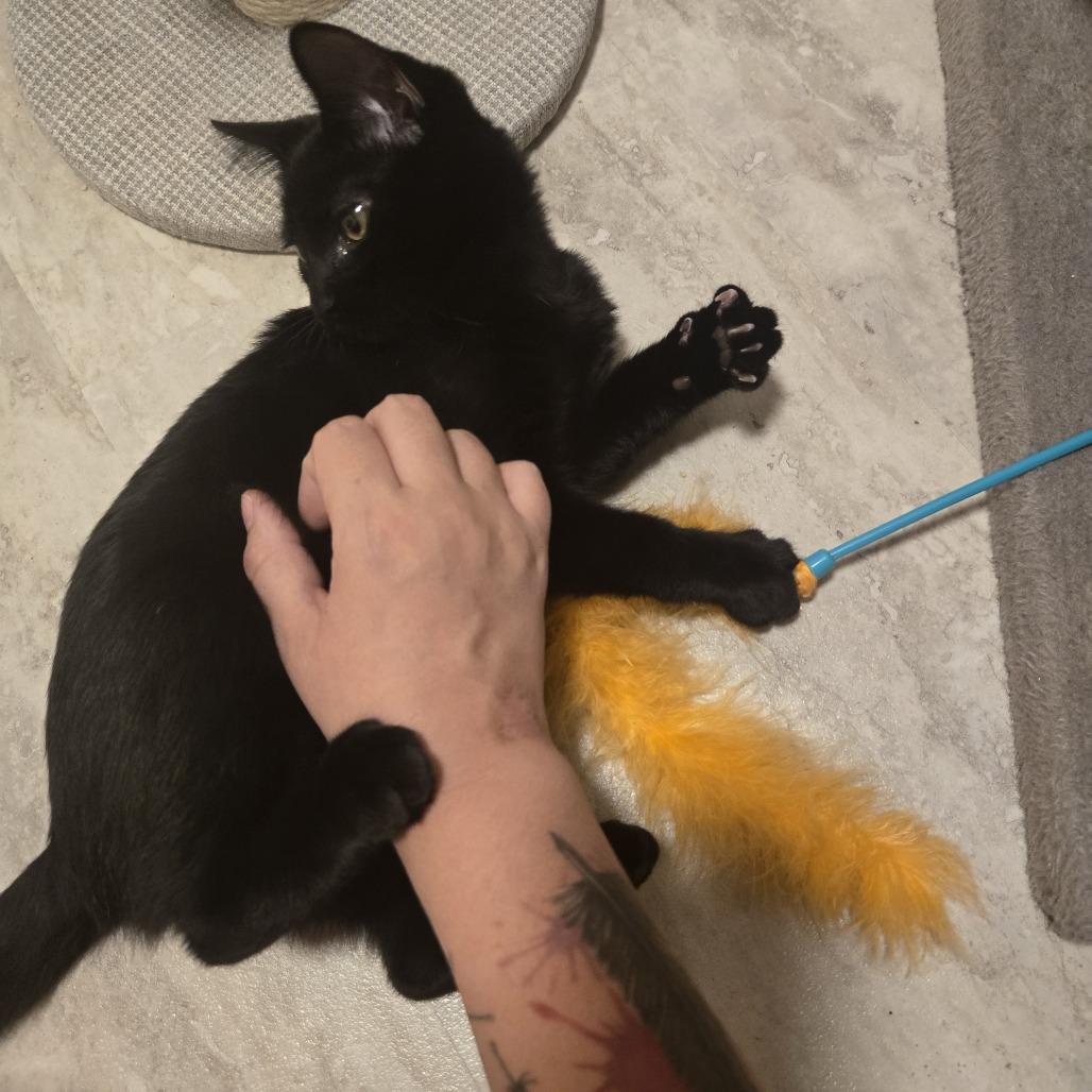 Enlarge Zabo C12538, a Adoptable Domestic Short Hair in Elk River, MN image 3/6