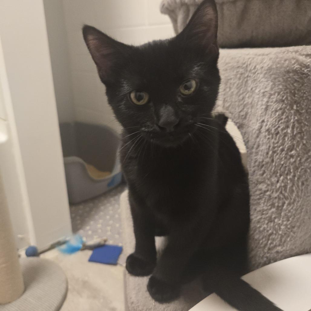 Enlarge Zabo C12538, a Adoptable Domestic Short Hair in Elk River, MN image 2/6