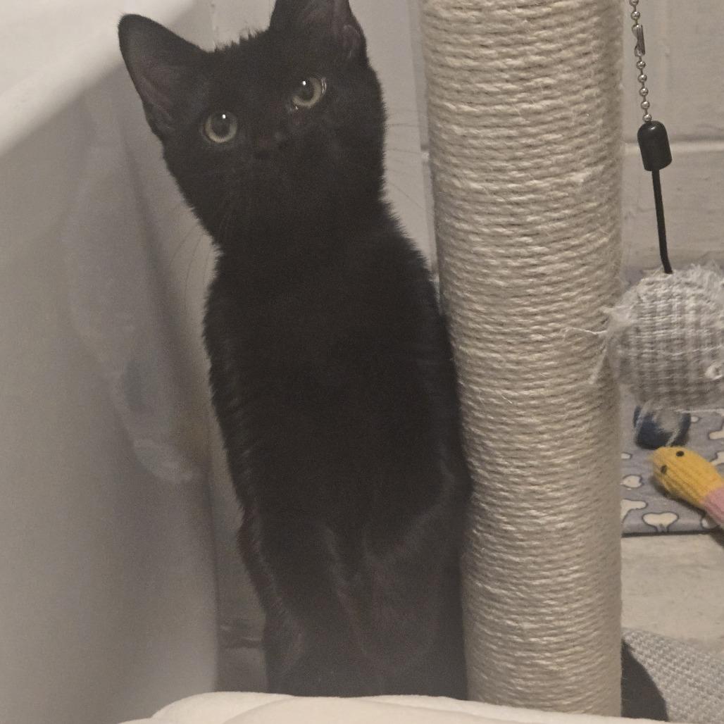 Enlarge Zabo C12538, a Adoptable Domestic Short Hair in Elk River, MN image 5/6
