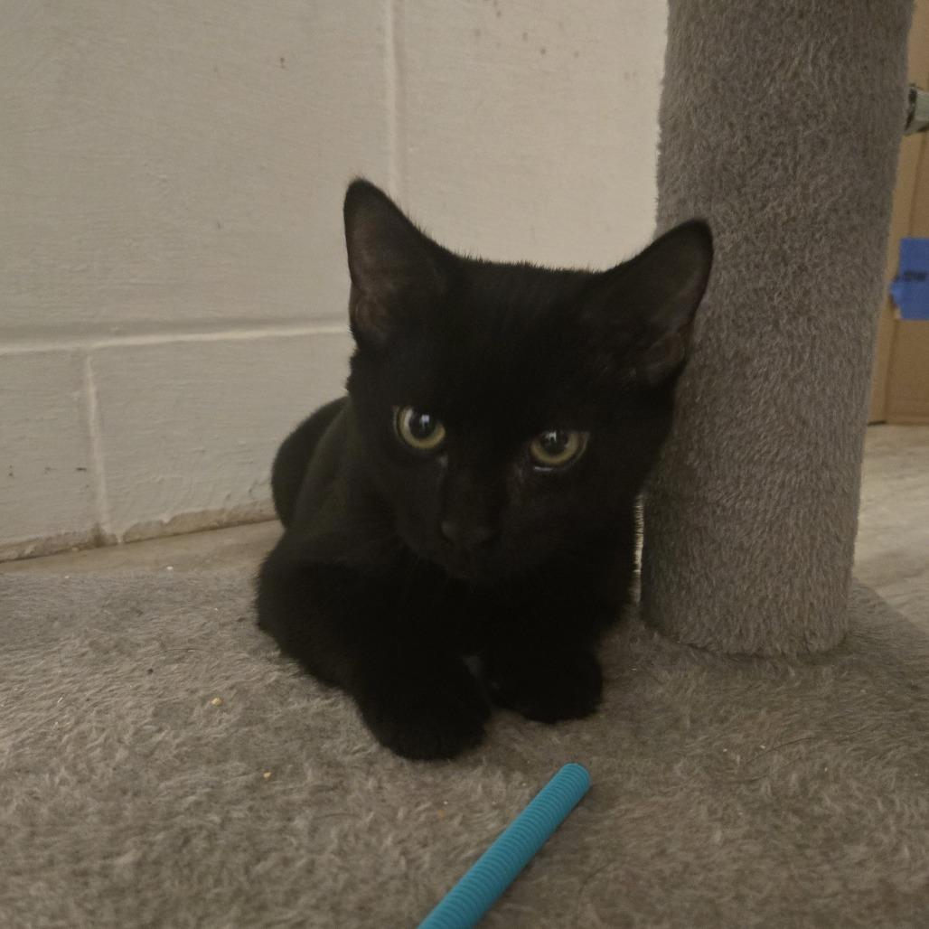 Enlarge Zabo C12538, a Adoptable Domestic Short Hair in Elk River, MN image 6/6
