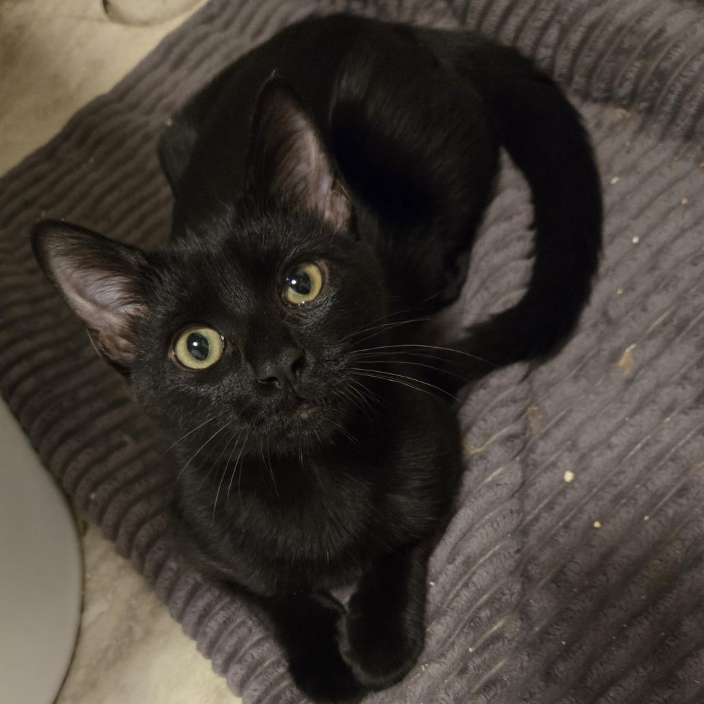 Enlarge Zabo C12538, a Adoptable Domestic Short Hair in Elk River, MN image 1/6