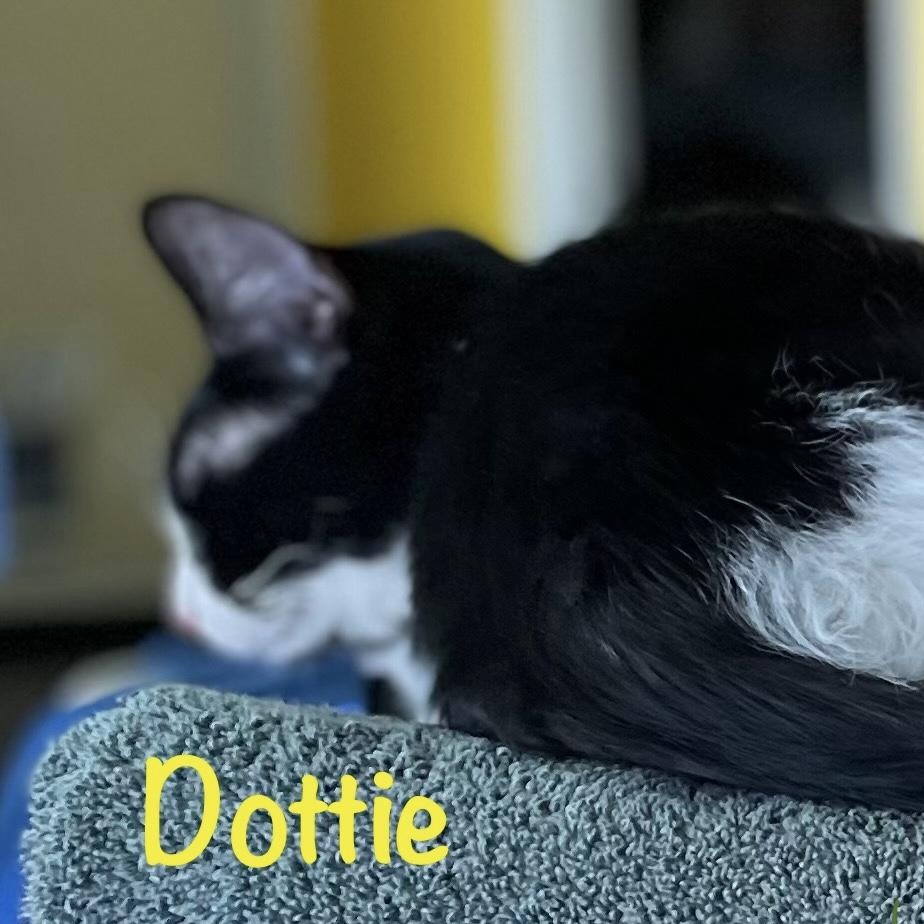 Dottie (call 602-692-1499 to meet Dottie)