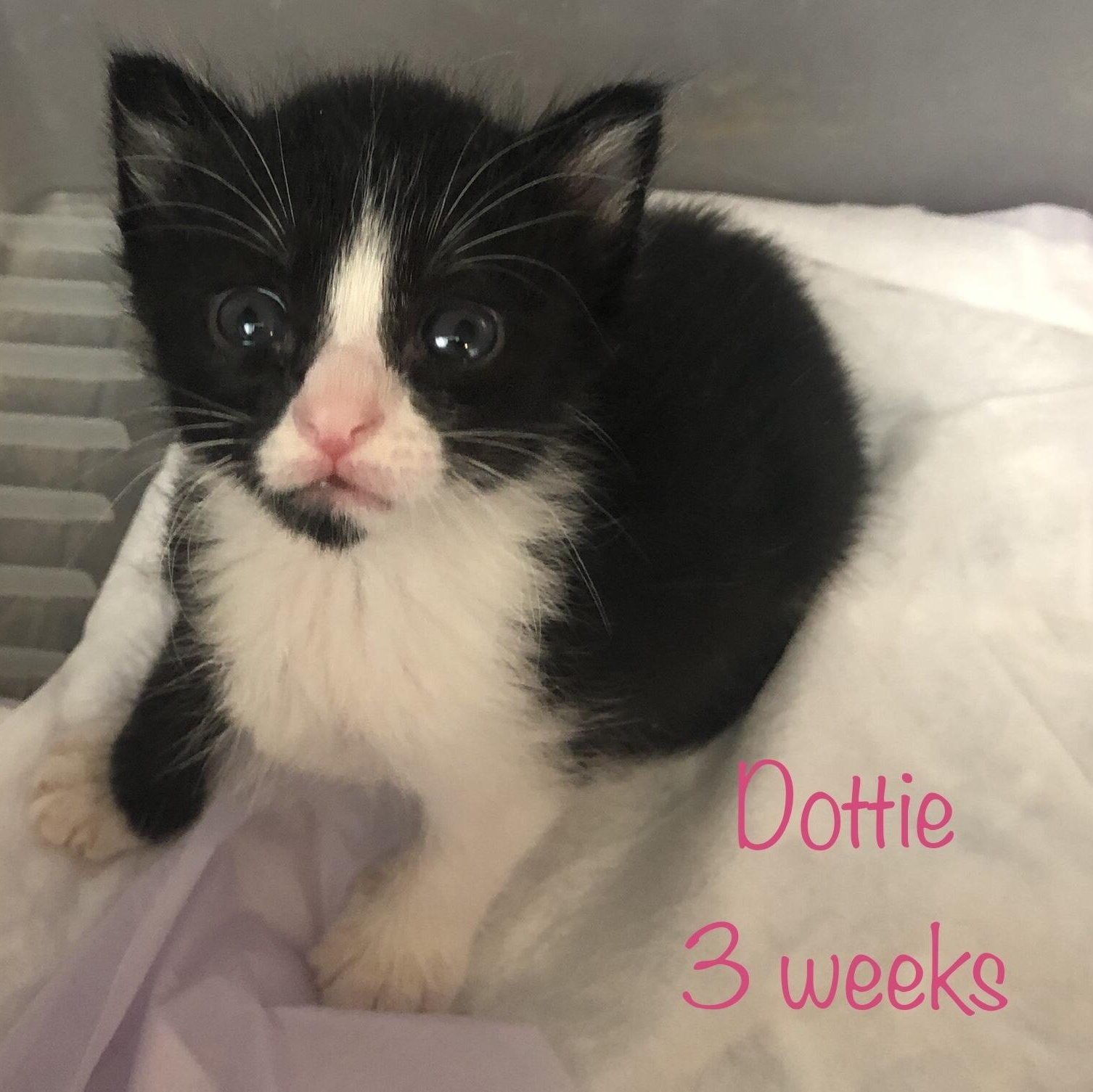 Dottie (call 602-692-1499 to meet Dottie)