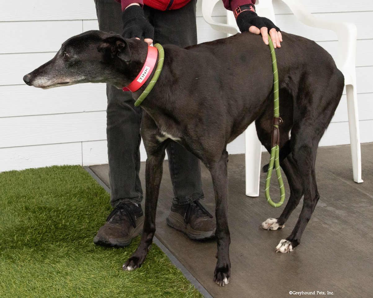 Tink, Adopted, Adult Female Greyhound.