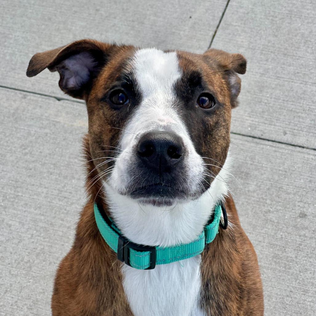 Enlarge Chino, a Adoptable mixed breed in Matteson, IL image 1/3