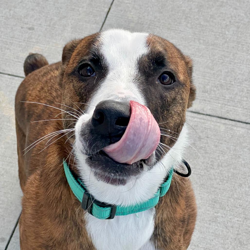 Enlarge Chino, a Adoptable mixed breed in Matteson, IL image 2/3
