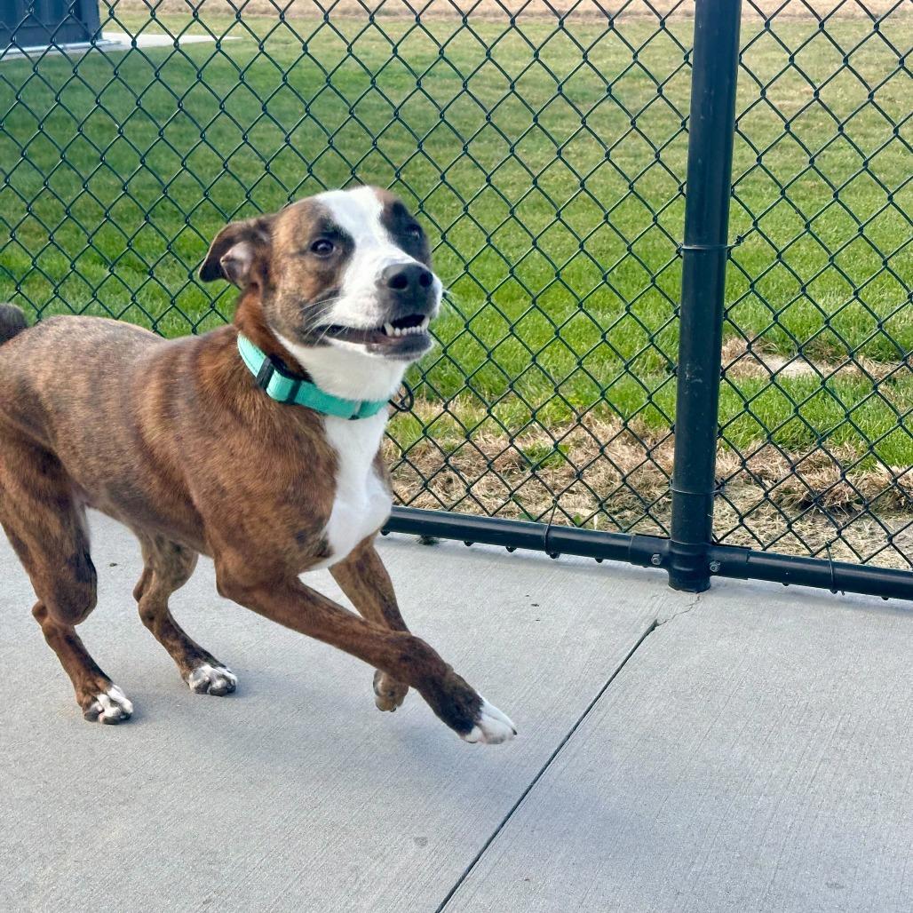 Enlarge Chino, a Adoptable mixed breed in Matteson, IL image 3/3