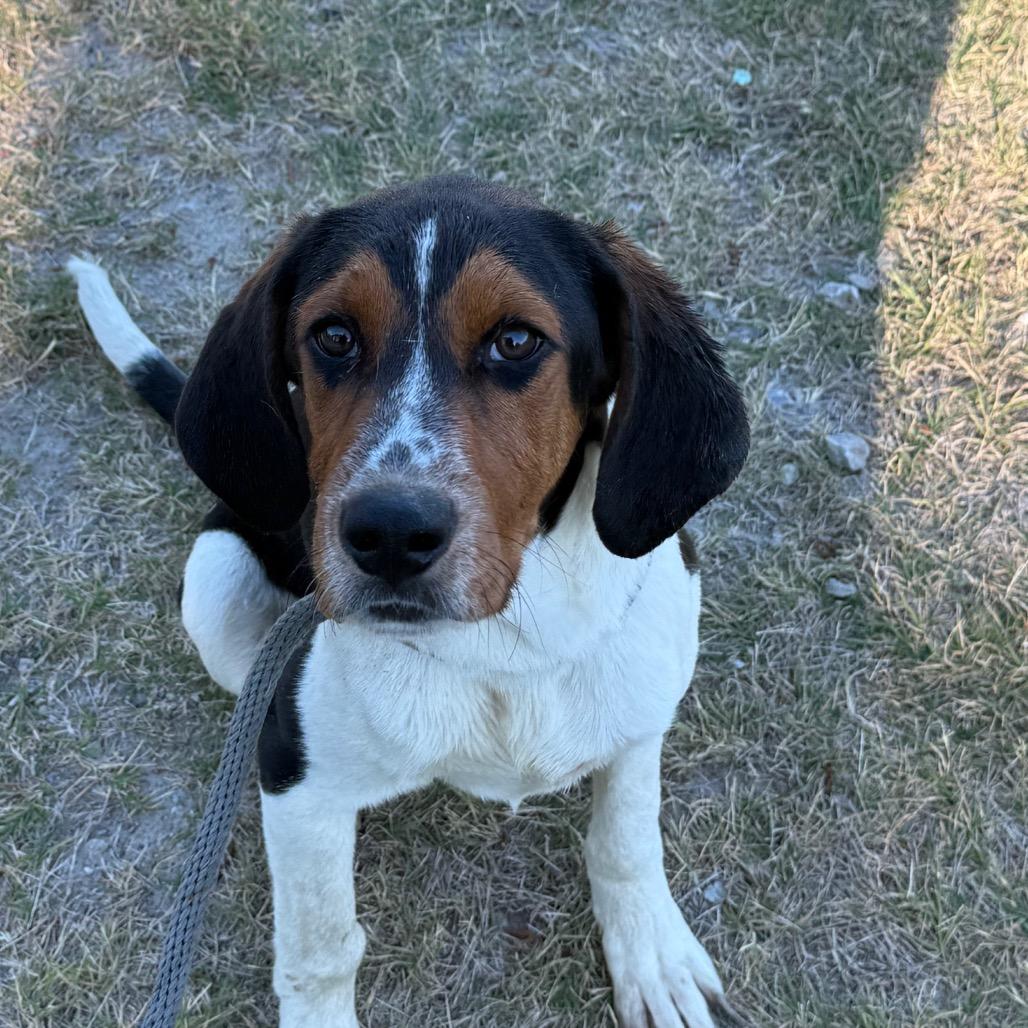 Dasher, Adoptable, Young Male Beagle & Coonhound.