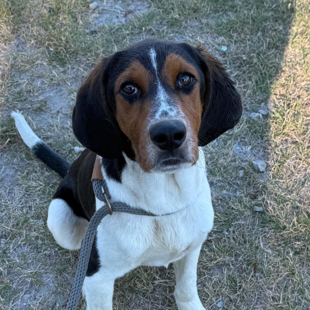 Enlarge Dasher, a Adoptable mixed breed in Millen, GA image 2/2