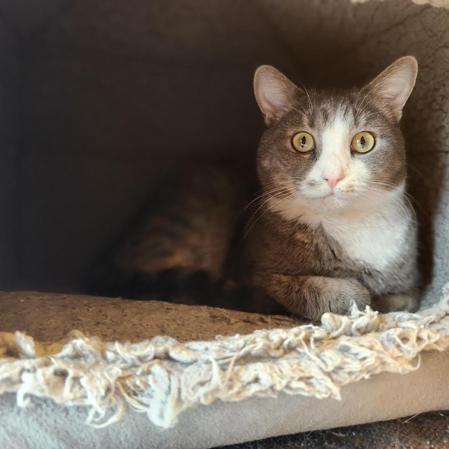 Polliwog, Adoptable, Adult Female Domestic Short Hair.