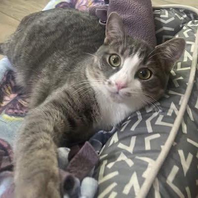 Polliwog, a Adoptable Domestic Short Hair in Madison, WI image 2/6