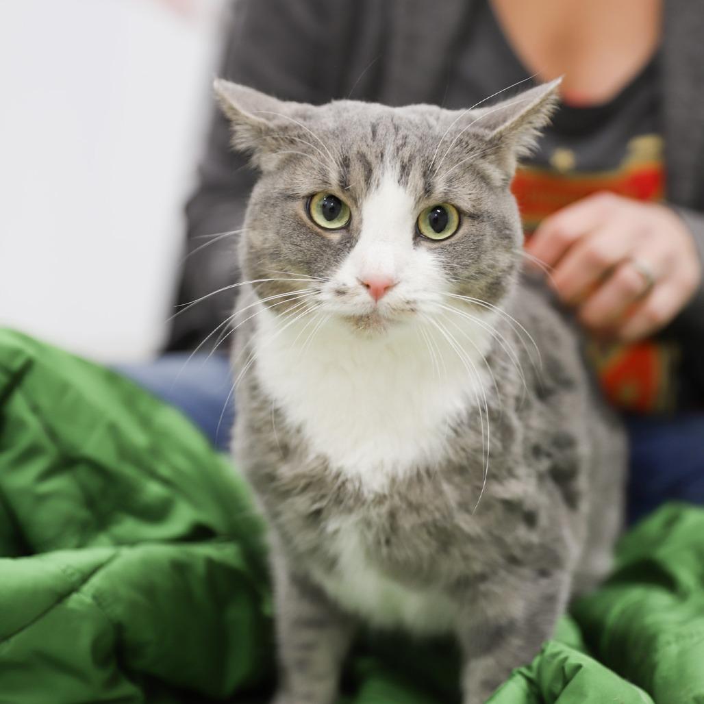 Polliwog, a Adoptable Domestic Short Hair in Madison, WI image 3/6