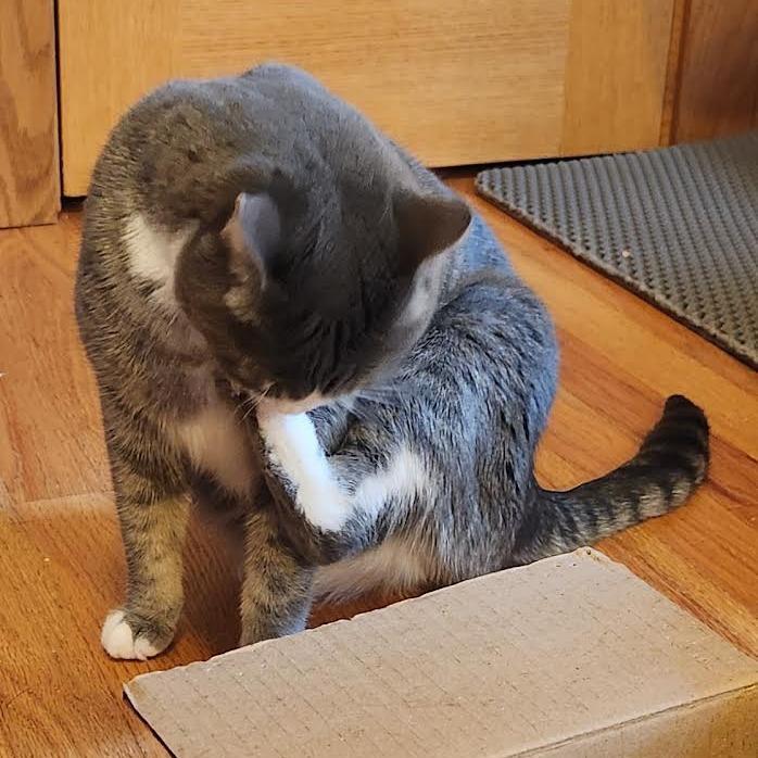 Polliwog, a Adoptable Domestic Short Hair in Madison, WI image 5/6