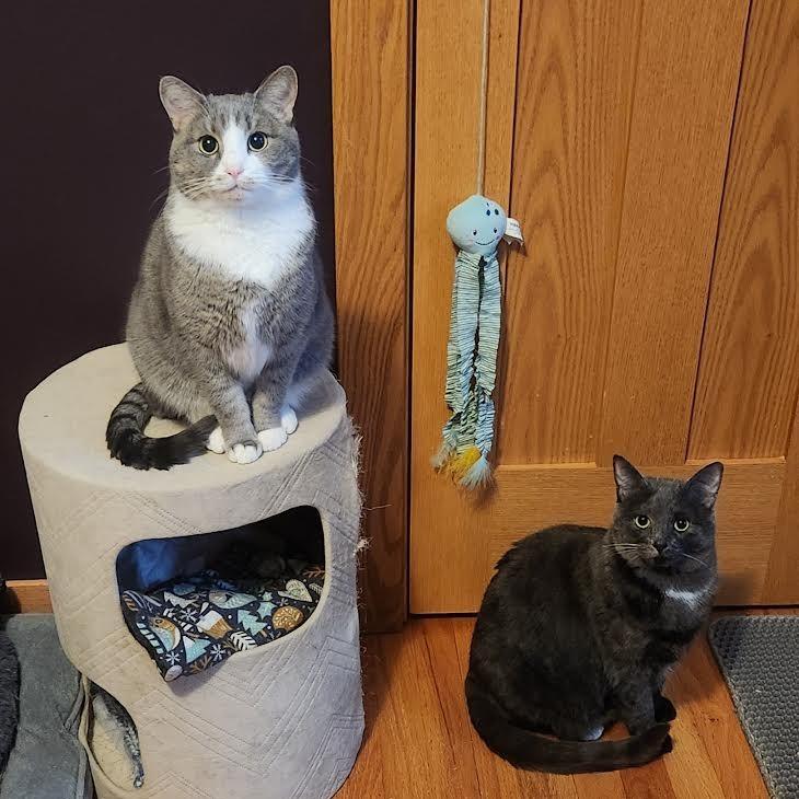 Enlarge Polliwog, a Adoptable Domestic Short Hair in Madison, WI image 5/6