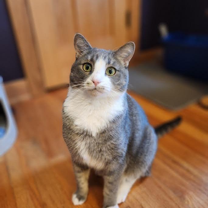 Polliwog, a Adoptable Domestic Short Hair in Madison, WI image 6/6