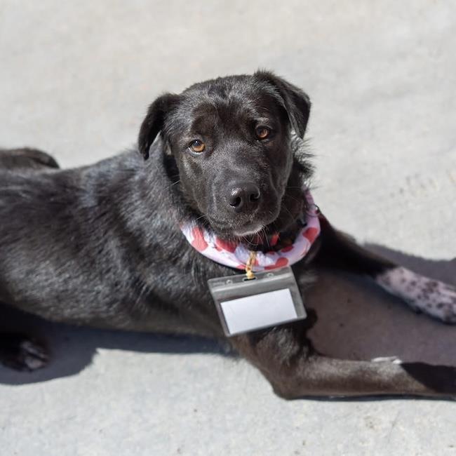 Shasta, Adoptable, Adult Female Labrador Retriever & Shepherd.
