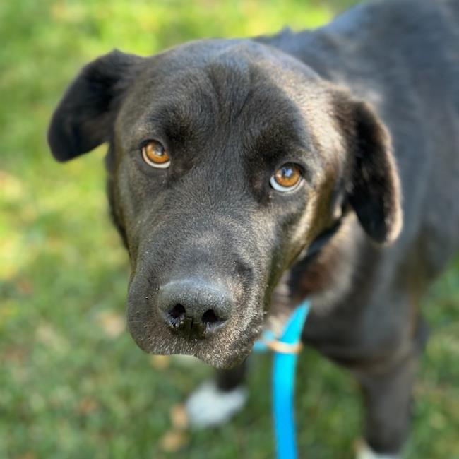 Shasta, Adoptable, Adult Female Labrador Retriever & Shepherd.