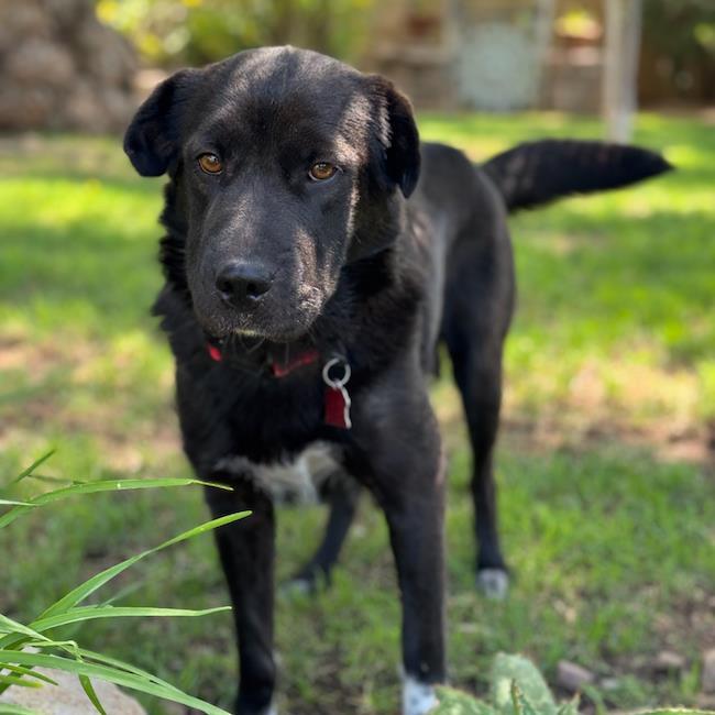 Enlarge Shasta, a Adoptable mixed breed in San Diego, CA image 2/3