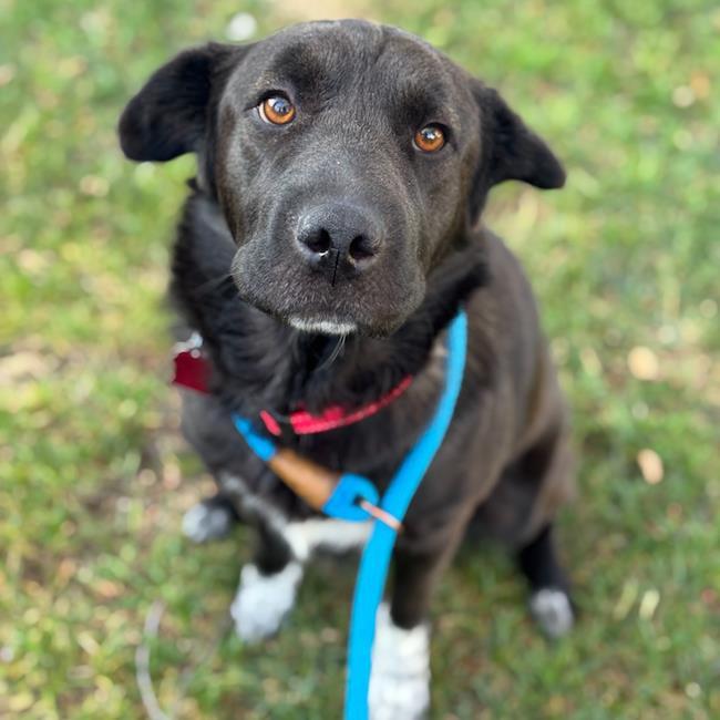 Enlarge Shasta, a Adoptable mixed breed in San Diego, CA image 3/3