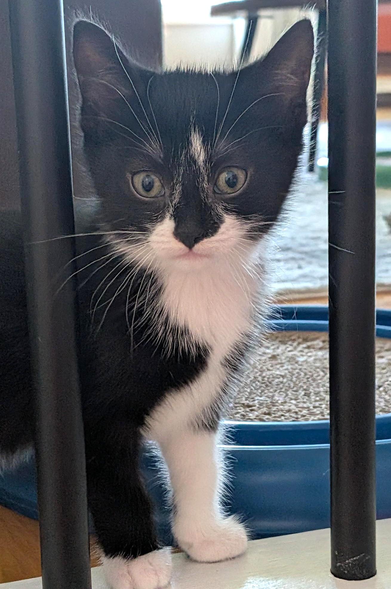 Ace, a ADOPTABLE Tuxedo in Stoney Creek, ON image 1/3