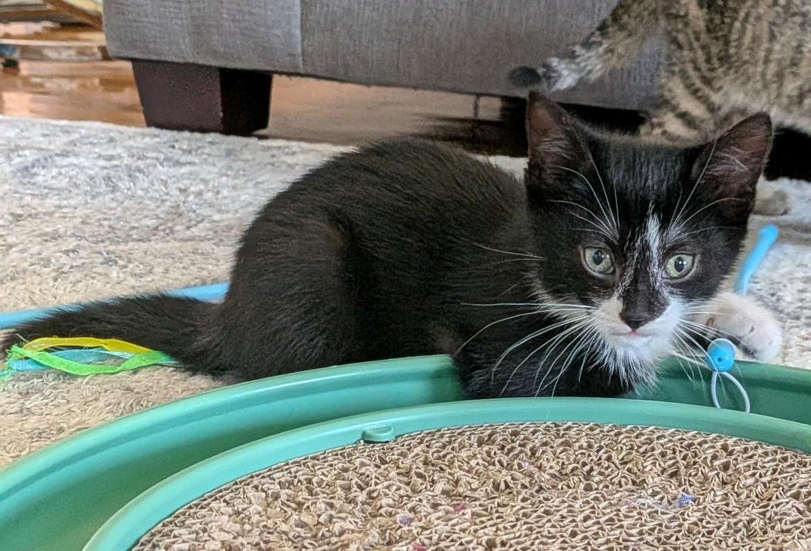 Ace, a ADOPTABLE Tuxedo in Stoney Creek, ON image 2/3