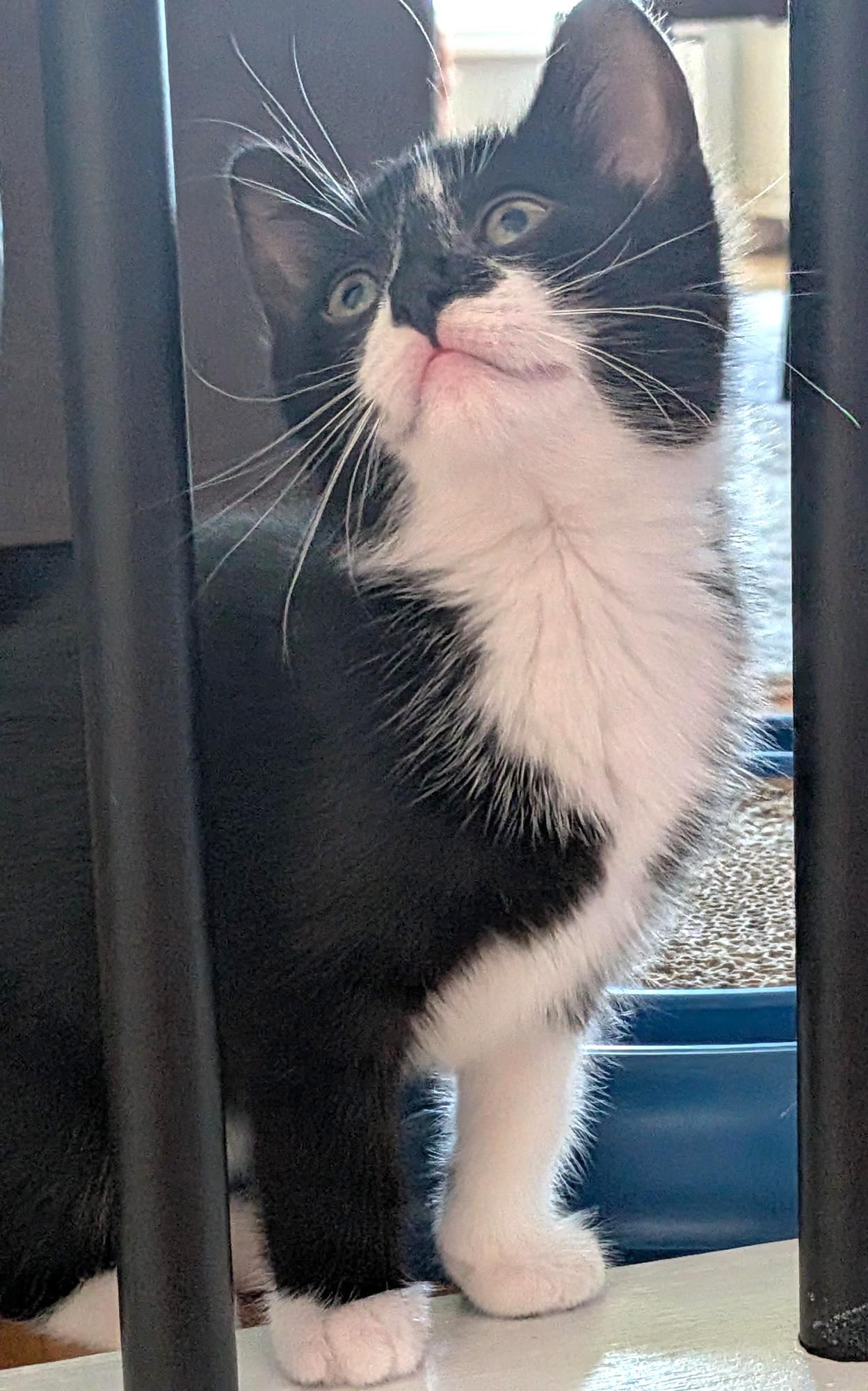 Ace, a ADOPTABLE Tuxedo in Stoney Creek, ON image 3/3