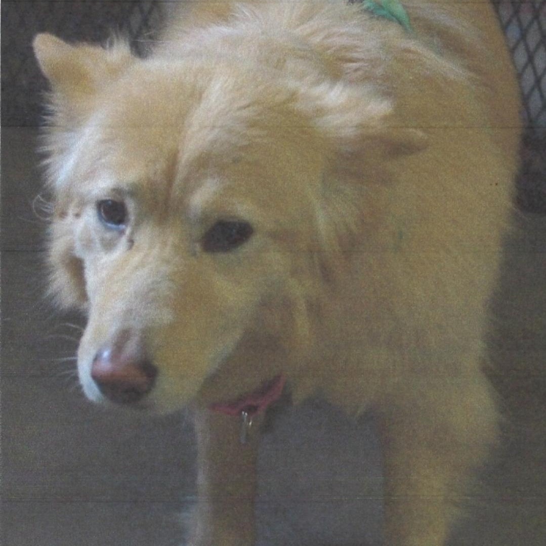 Enlarge Nala , a ADOPTABLE mixed breed in Baker City, OR image 2/2