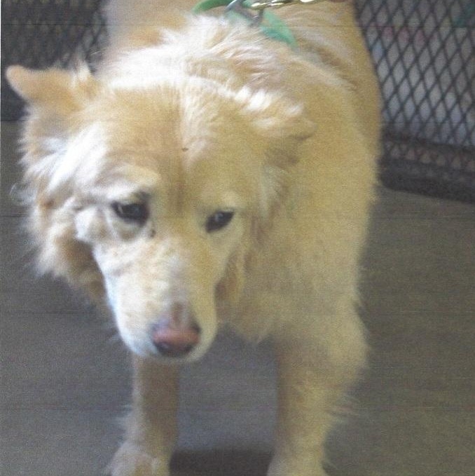 Enlarge Nala , a ADOPTABLE mixed breed in Baker City, OR image 1/2