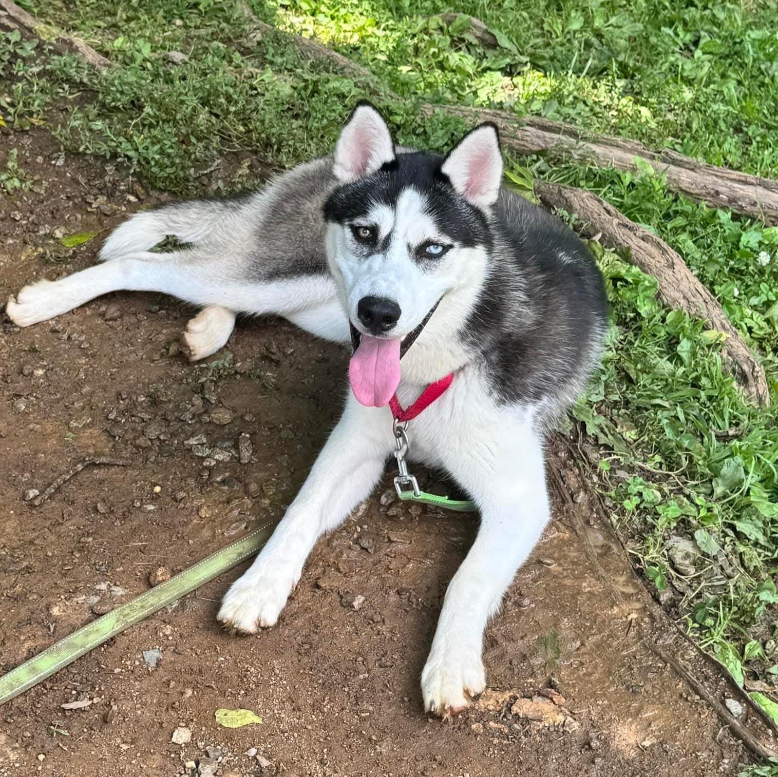 Enlarge Eldric, an adoptable mixed breed in Phoenixville, PA image 1/6