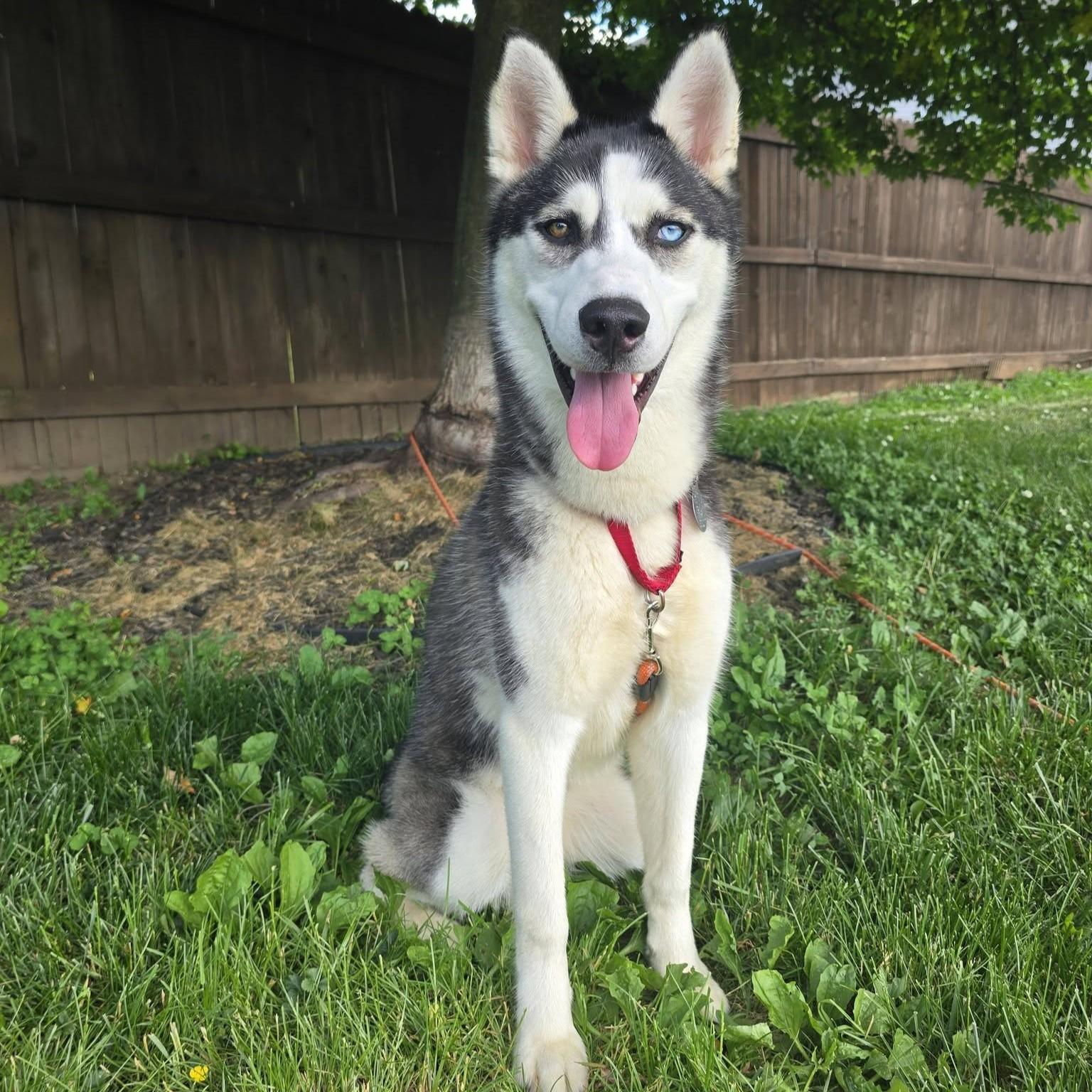 Eldric, an adoptable mixed breed in Phoenixville, PA image 1/6
