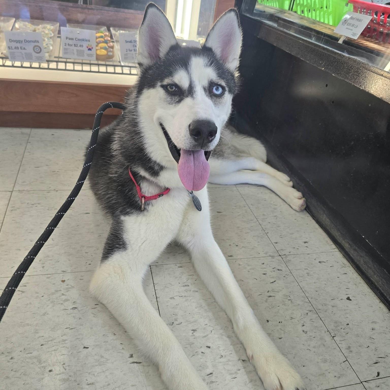Eldric, an adoptable mixed breed in Phoenixville, PA image 2/6