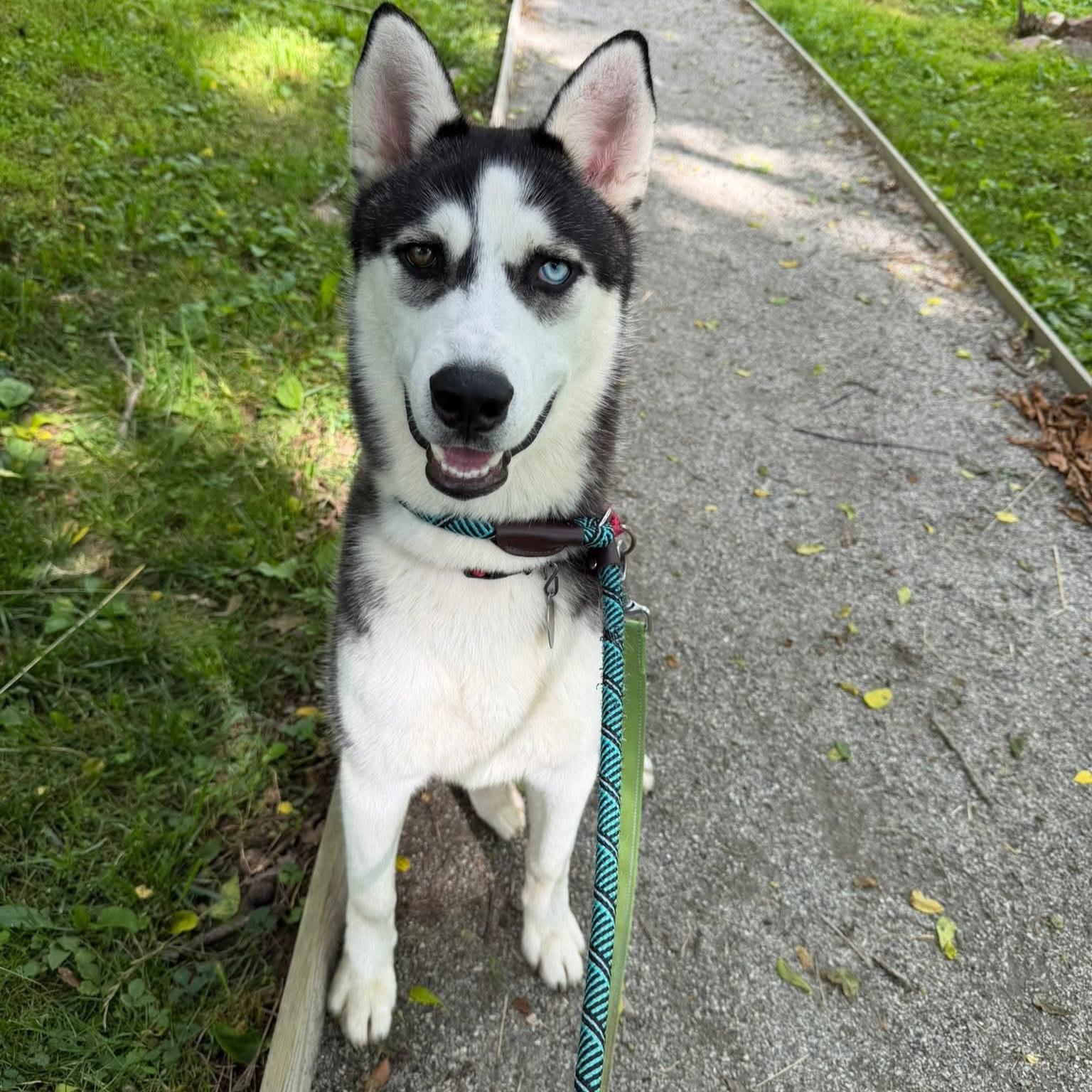 Enlarge Eldric, an adoptable mixed breed in Phoenixville, PA image 3/6