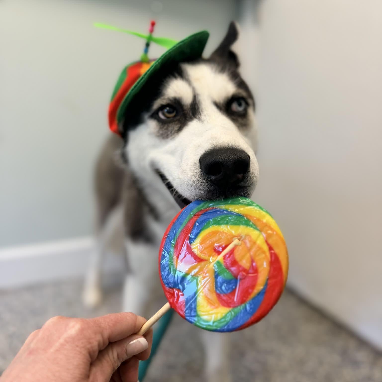 Eldric, an adoptable mixed breed in Phoenixville, PA image 6/6