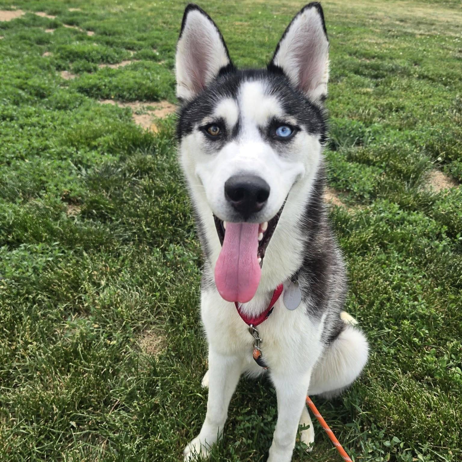 Eldric, an adoptable mixed breed in Phoenixville, PA image 4/6