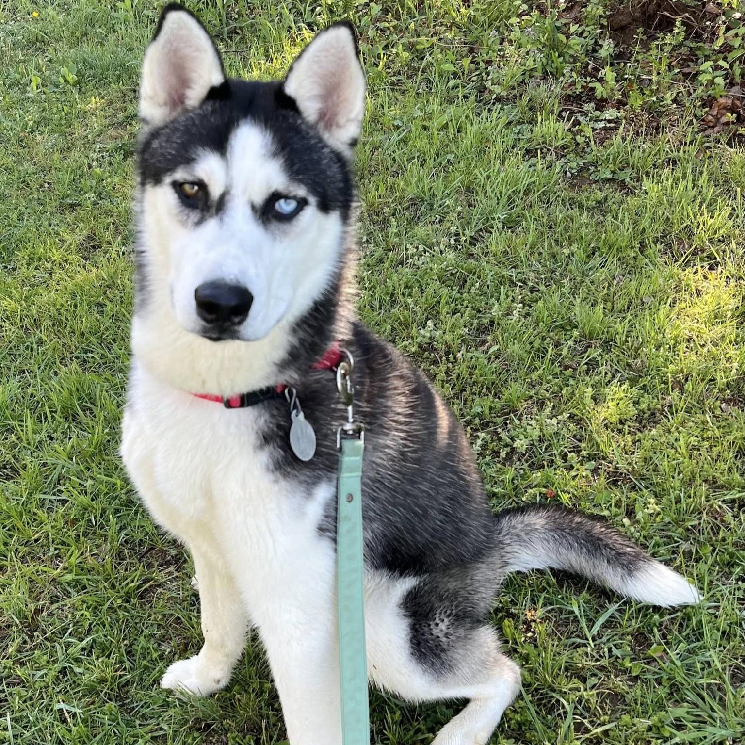 Eldric, an adoptable mixed breed in Phoenixville, PA image 5/6