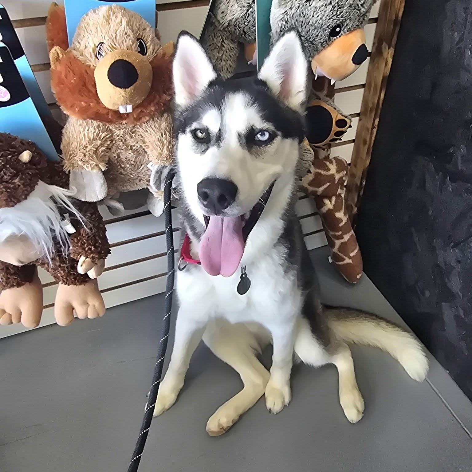 Eldric, an adoptable mixed breed in Phoenixville, PA image 3/6