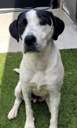 Snoopy, a ADOPTABLE mixed breed in Commerce, TX image 3/3