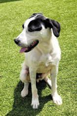 Snoopy, a ADOPTABLE mixed breed in Commerce, TX image 2/3