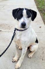 Snoopy, ADOPTABLE, Adult Male German Wirehaired Pointer.