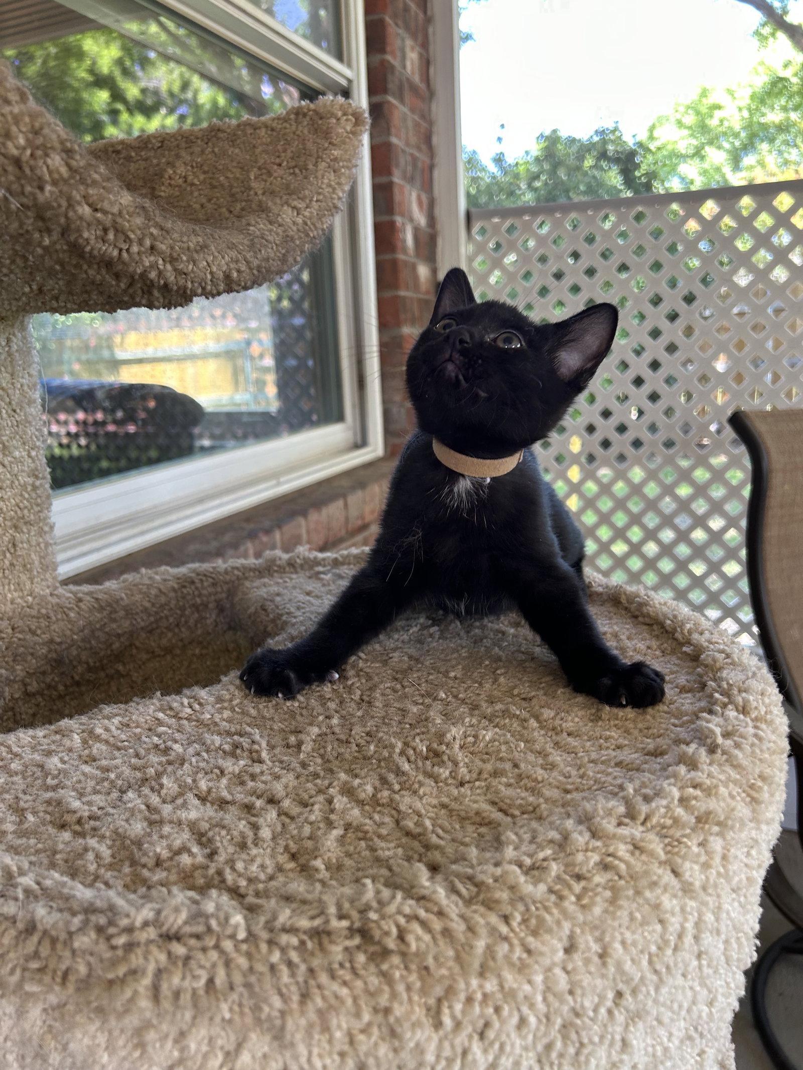 Teddy Bear, a Adoptable Domestic Short Hair in Fort Worth, TX image 2/3