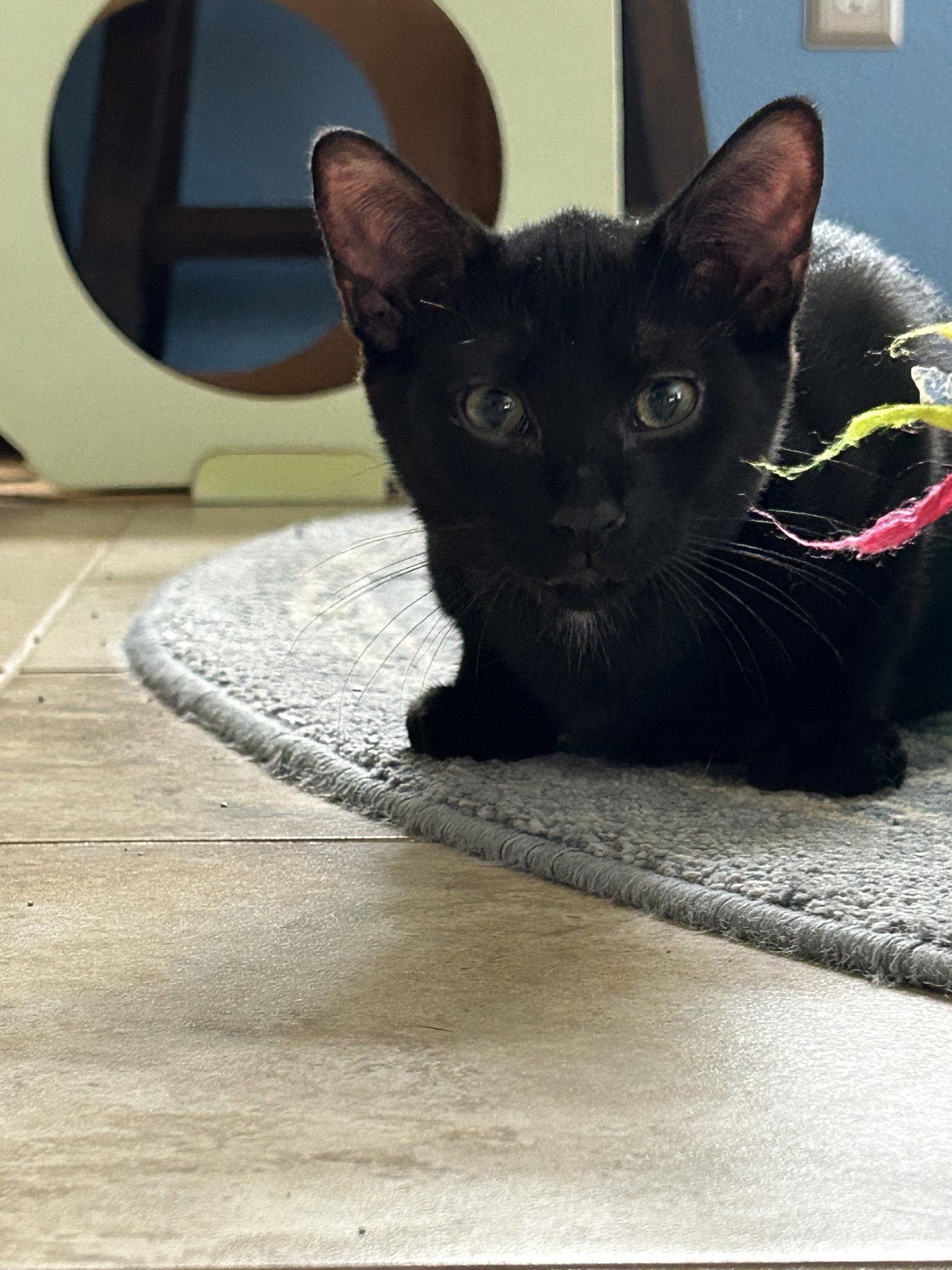 Teddy Bear, a Adoptable Domestic Short Hair in Fort Worth, TX image 3/3