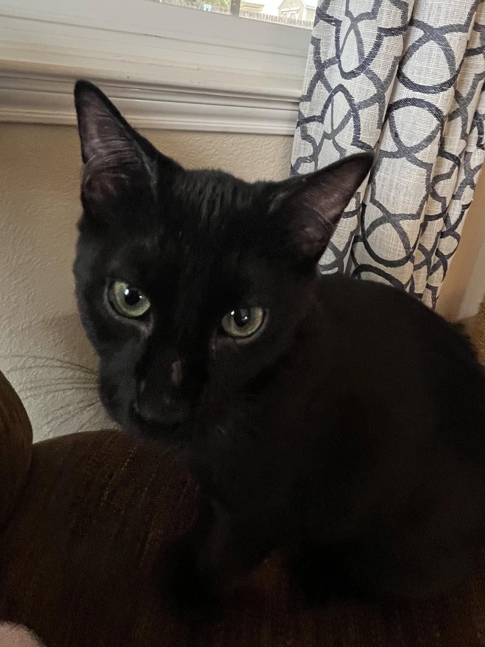 Teddy Bear, Adoptable, Kitten Male Domestic Short Hair.