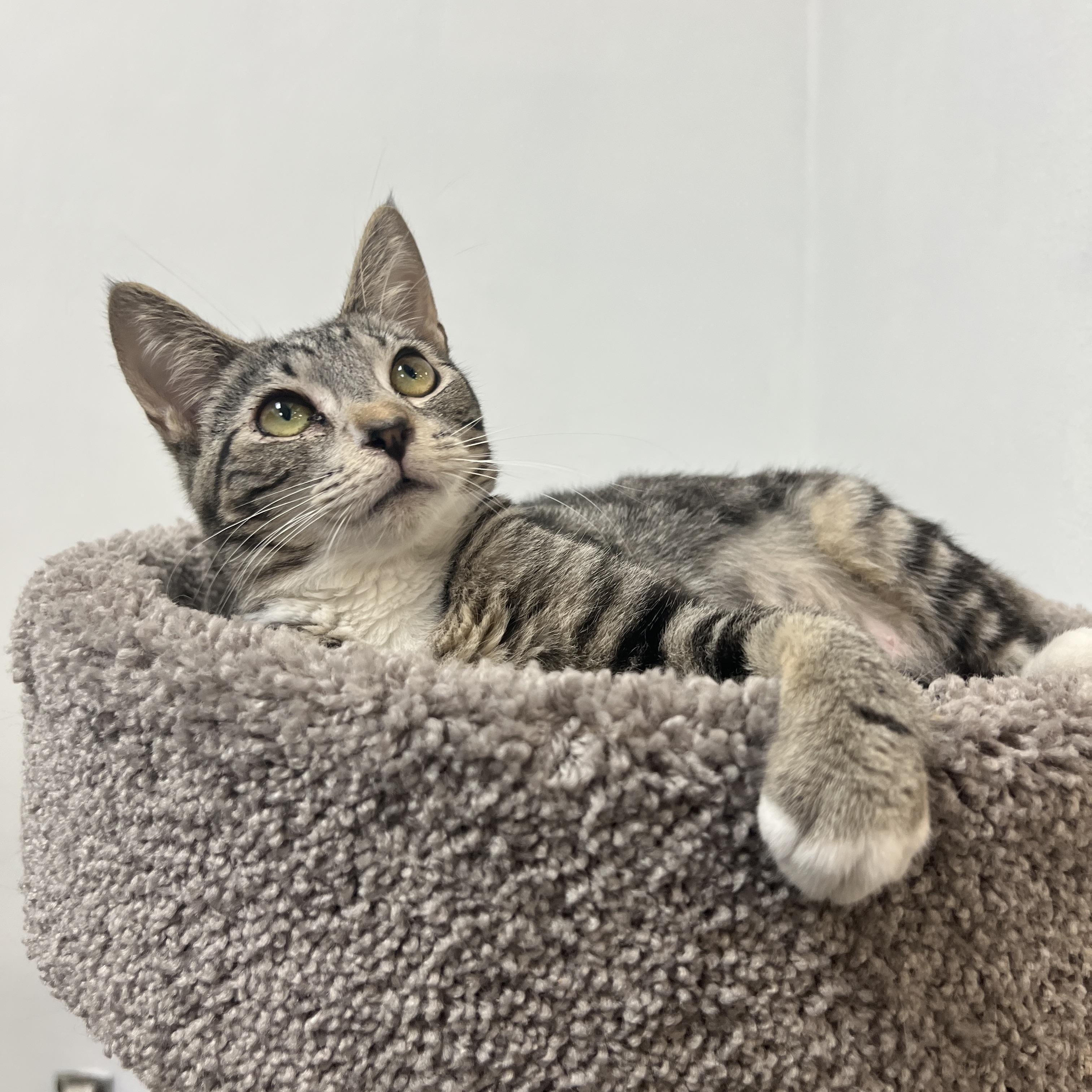 Enlarge Cameo, a ADOPTABLE mixed breed in Bradenton, FL image 5/5