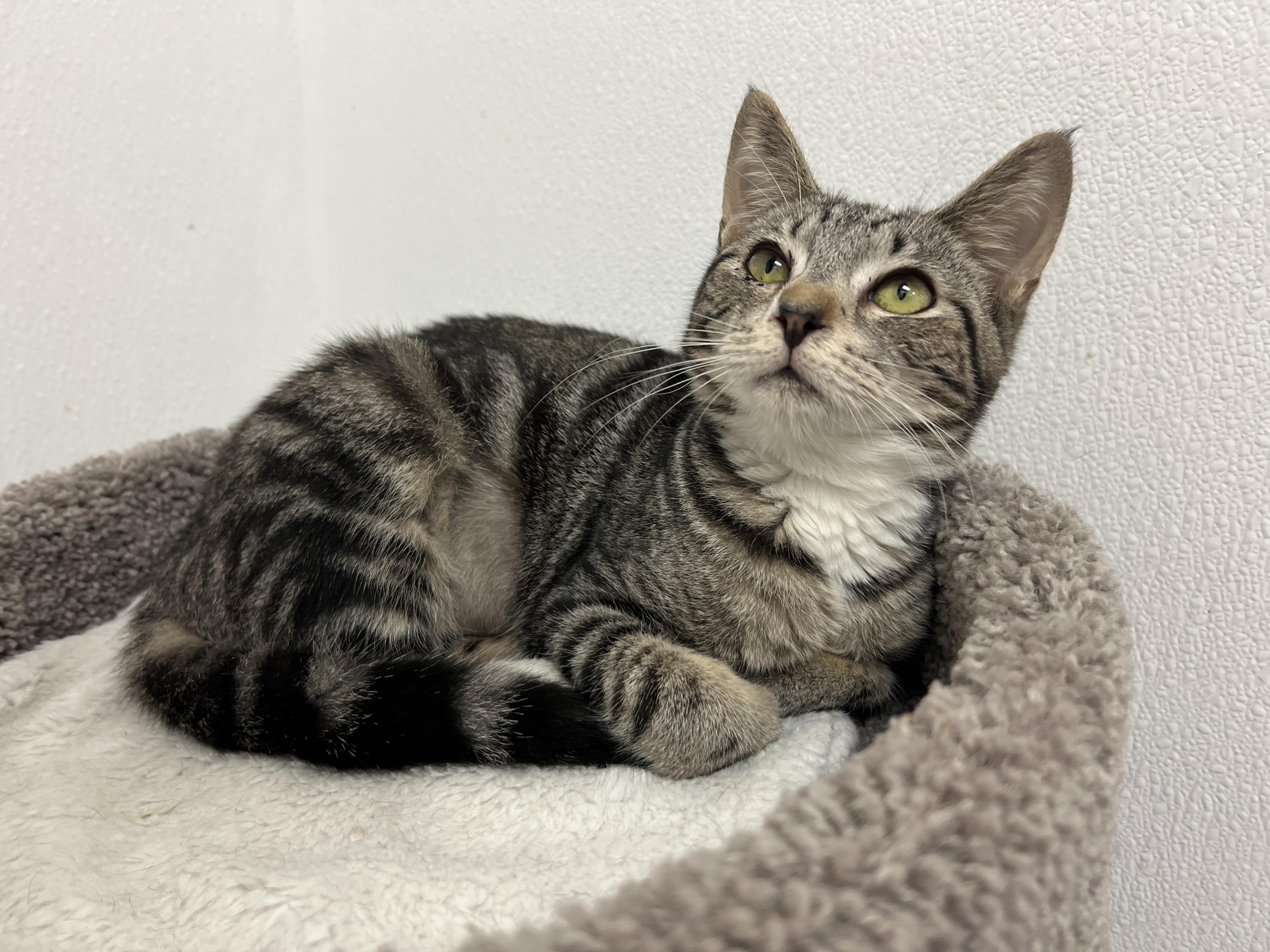 Enlarge Cameo, a ADOPTABLE mixed breed in Bradenton, FL image 1/3