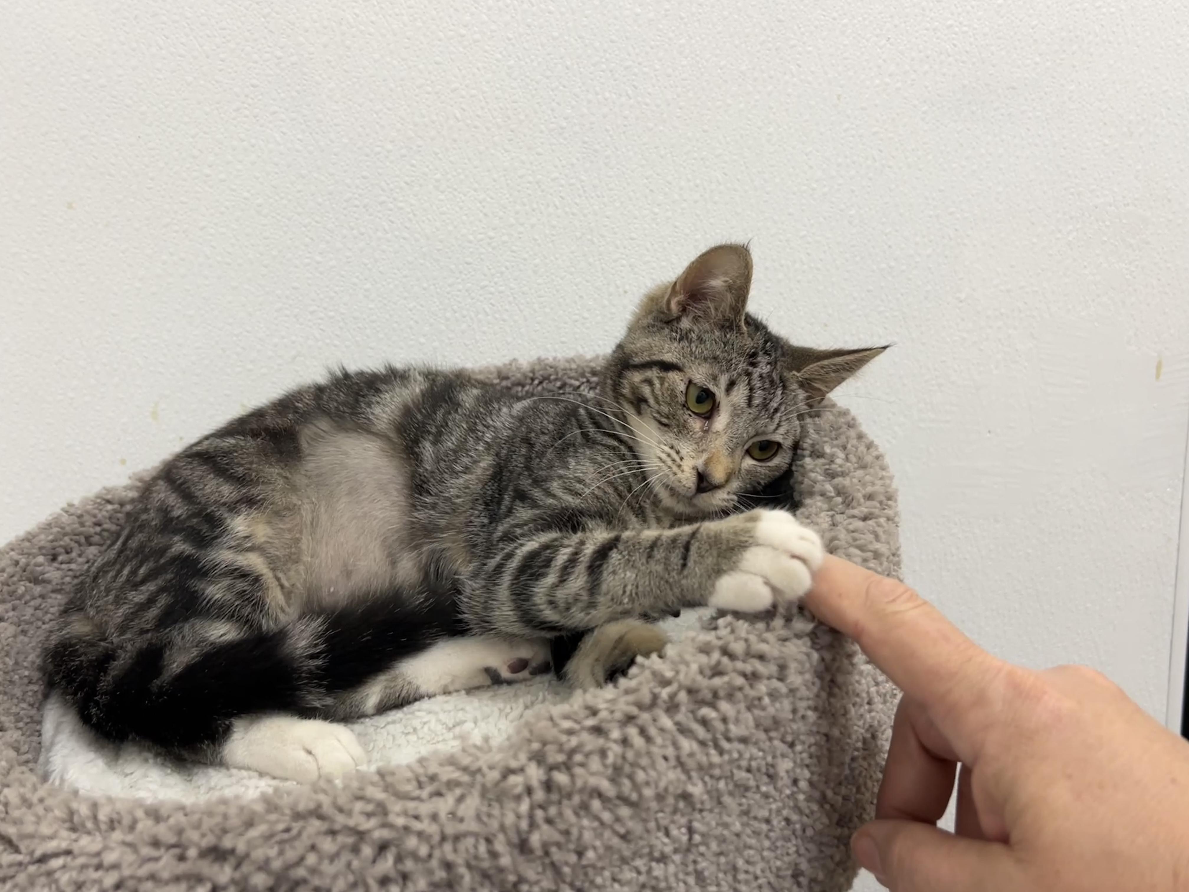 Enlarge Cameo, a ADOPTABLE mixed breed in Bradenton, FL image 3/3