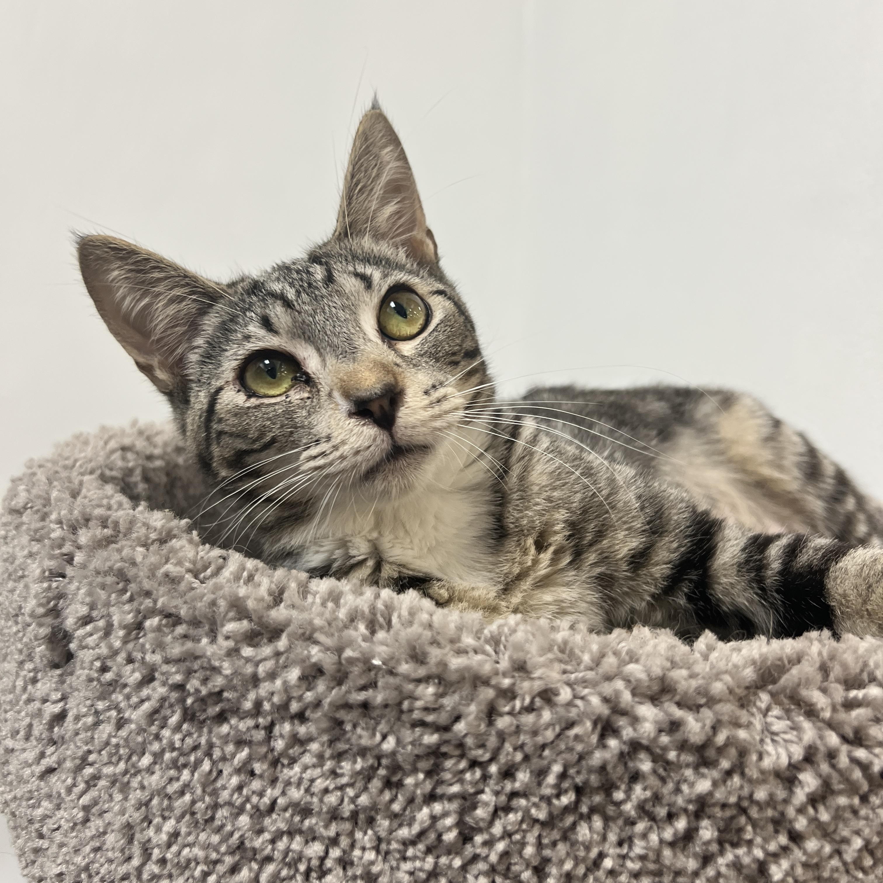 Cameo, ADOPTABLE, Kitten Female Tabby.