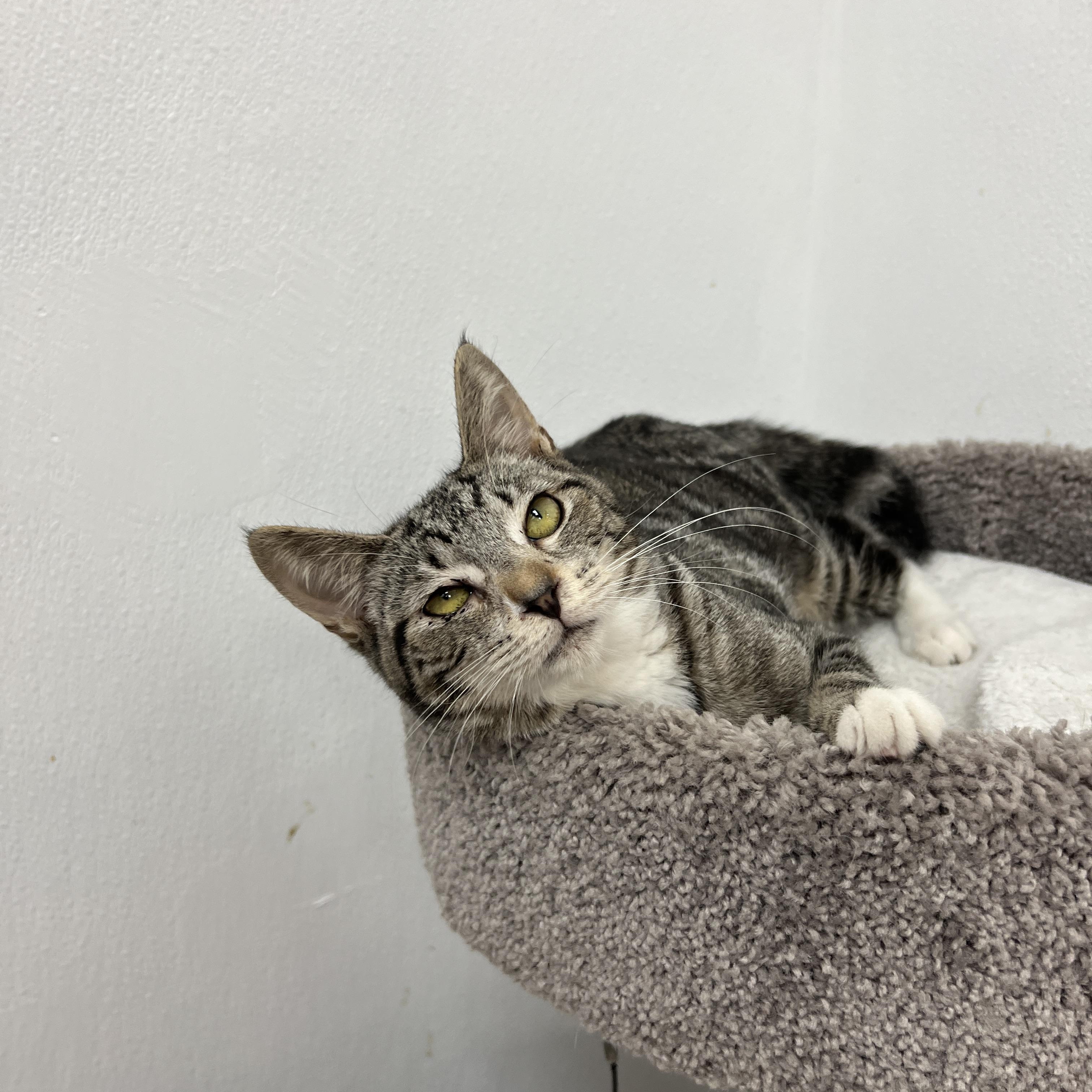 Enlarge Cameo, a ADOPTABLE mixed breed in Bradenton, FL image 2/3