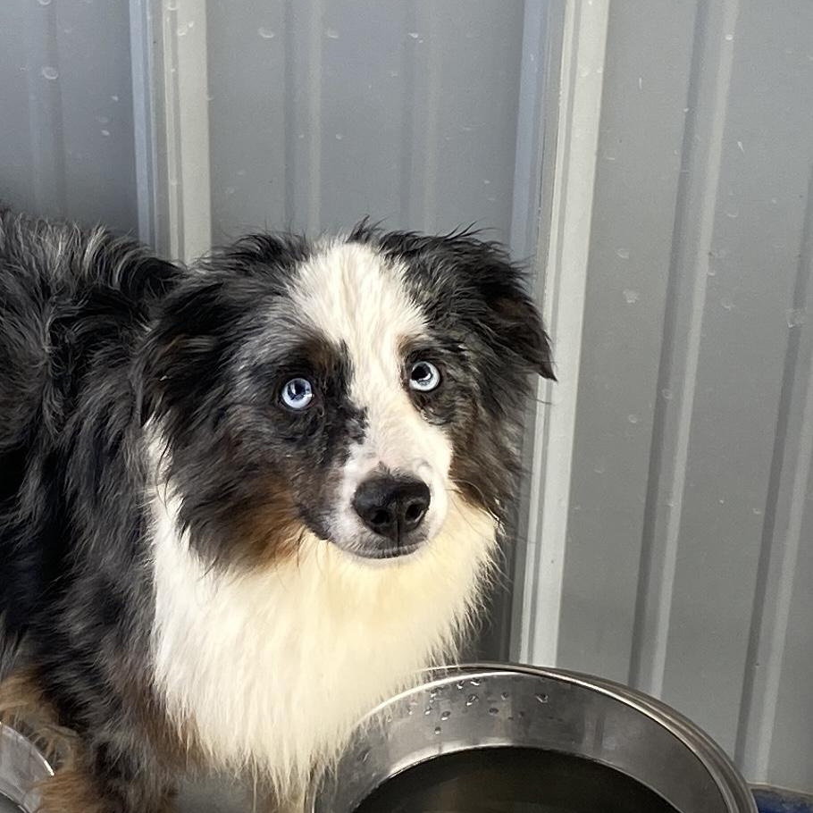 Biscuit, ADOPTABLE, Adult Male Australian Shepherd.