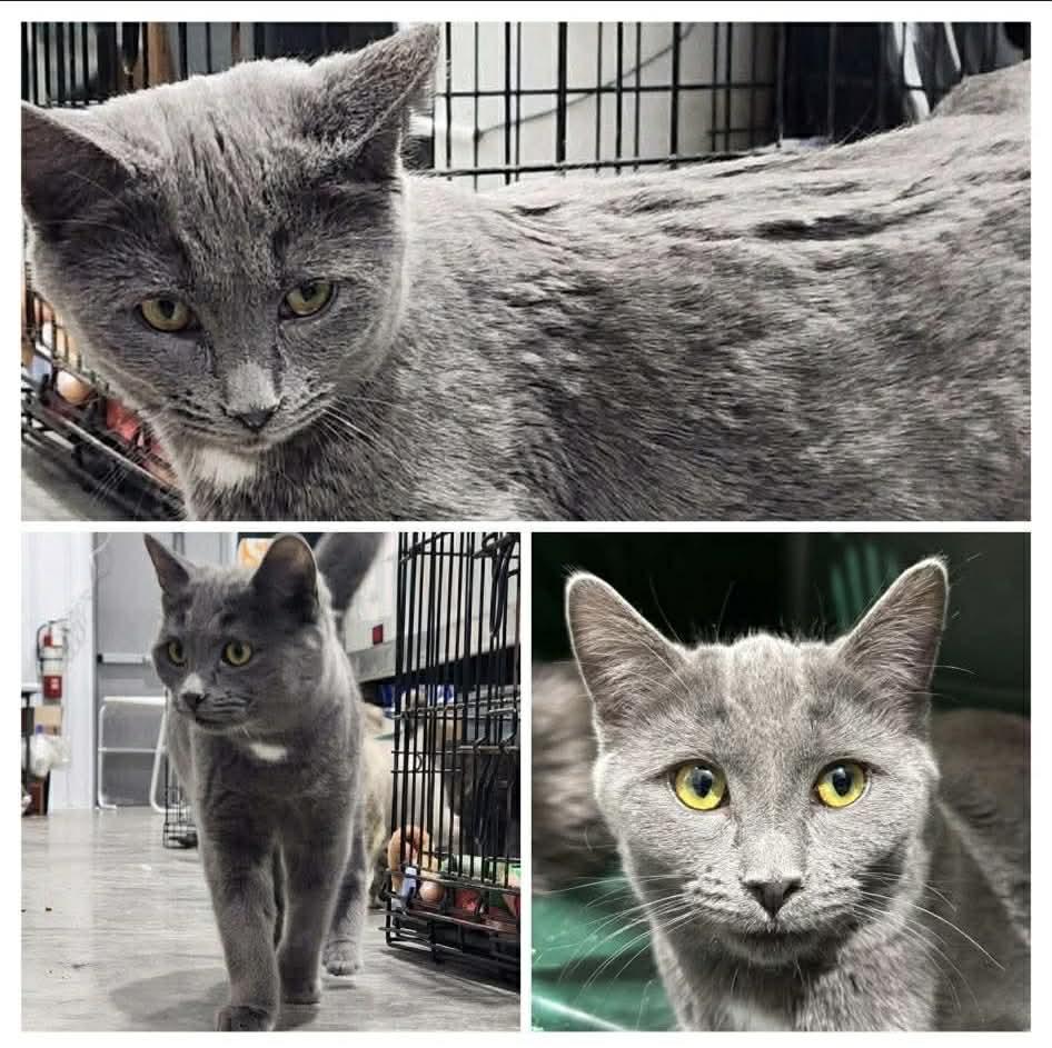 Nora, adopted, Kitten Female Domestic Short Hair.