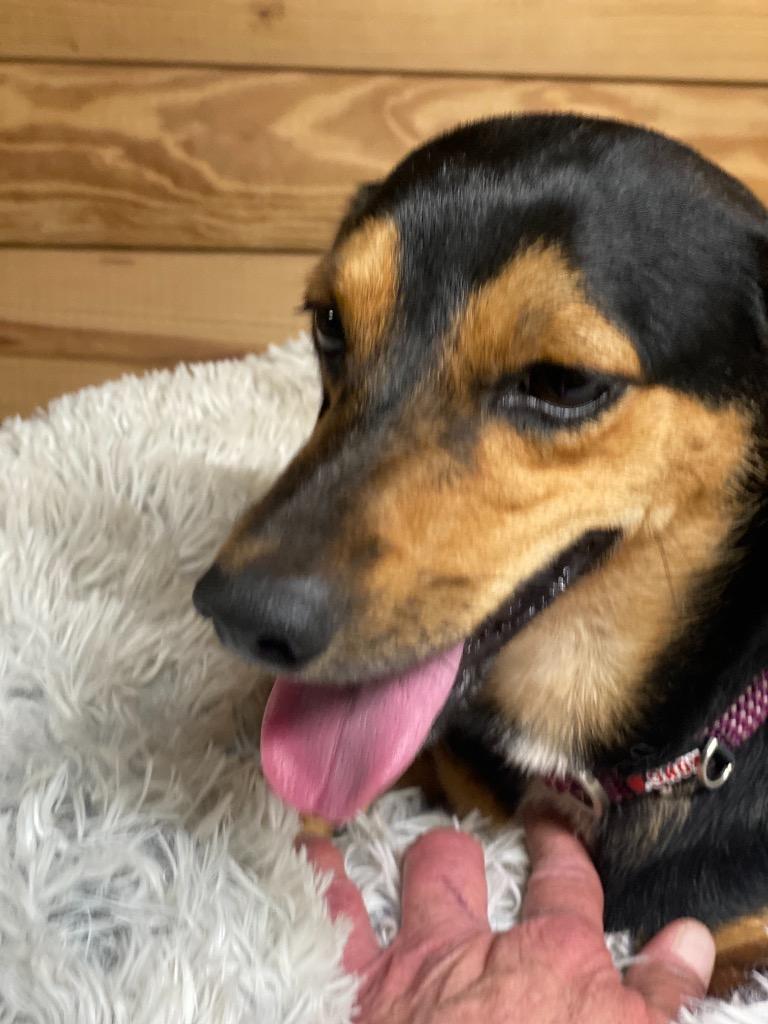 Chimp, Adopted, Adult Male Dachshund & Mixed Breed.